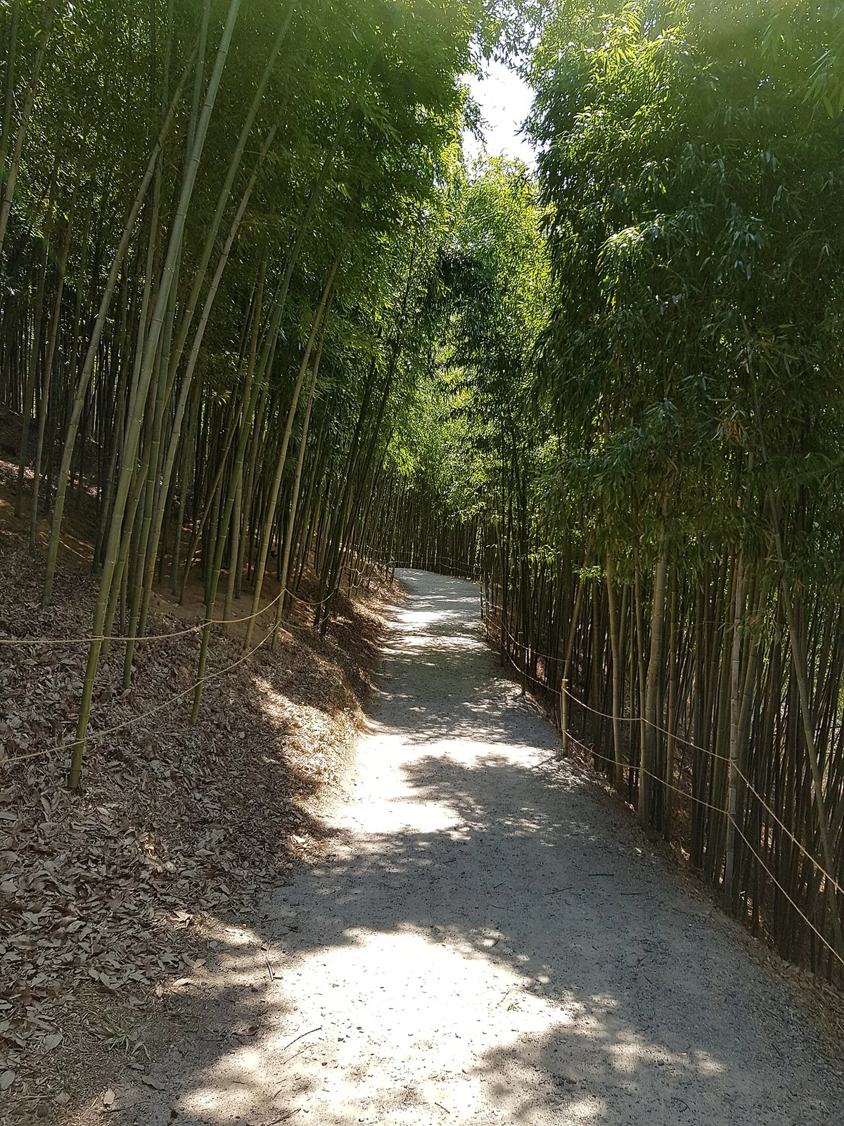 潭阳竹绿苑的竹林